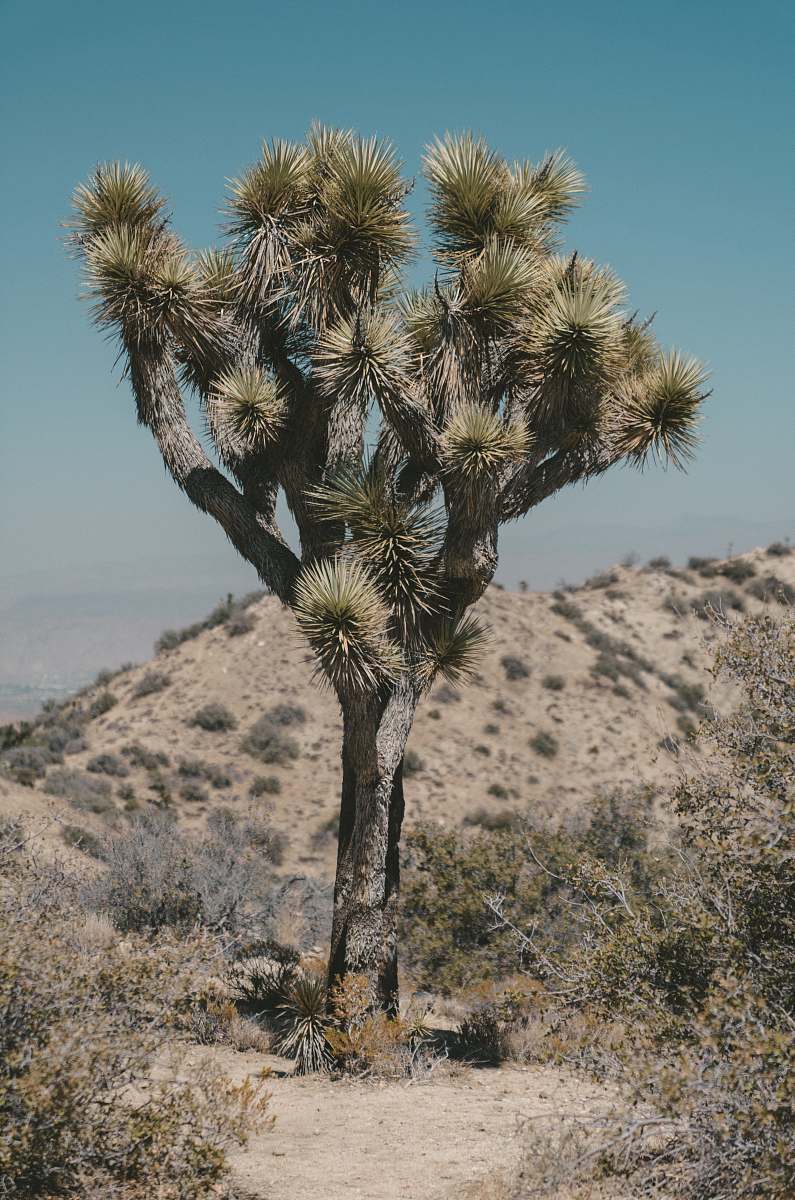 united states tree on desert cactus